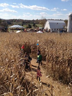 flags in the corn maze